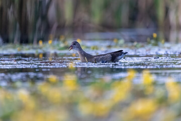 Teichralle schwimmt in einem Teich mit blühenden Wasserpflanzen - aufgenommen aus dem floating hide