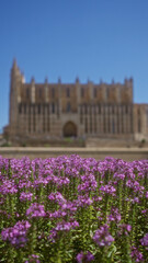 Flowers in bloom with the historic palma cathedral in the background under a clear blue sky in mallorca, spain