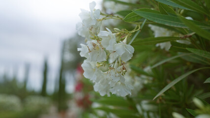 White oleander blossoms outdoors in mallorca, balearic islands, with blurred background of green...