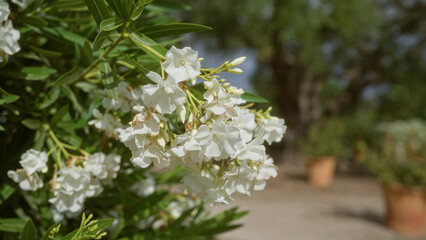 White flowers of nerium oleander blooming outdoors in a garden in mallorca, with green leaves and terracotta pots in the background during a sunny day.