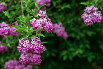 Lilac in the garden close-up copy space