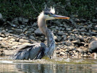 Great Blue Heron Bathing 