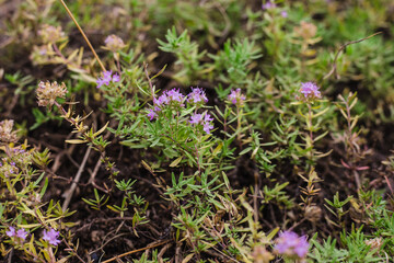 Flowering time in the summer season. Purple flowers in the field