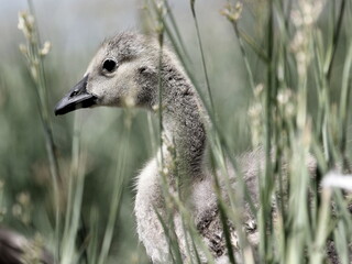 Gosling &mdash; Close Up 