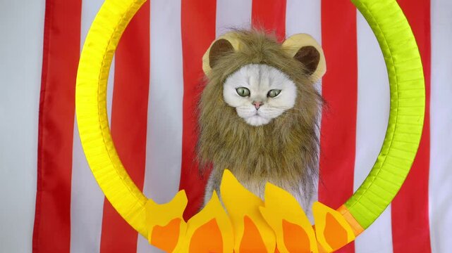 Playful lionmane cat leaps through fiery hoop in colorful circus performance