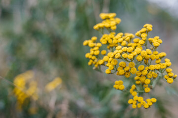 Tansy. Beautiful yellow flower on a green background with a place for text