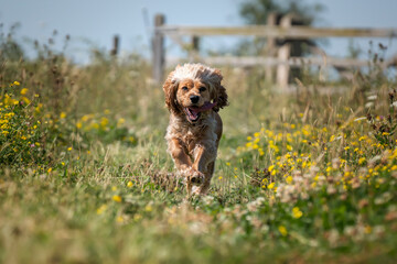 Working cocker spaniel in the summer in the wildflowers on a run