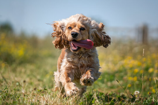 Working cocker spaniel in the summer in the wildflowers on a run