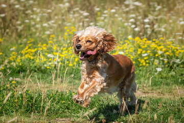 Working cocker spaniel in the summer in the wildflowers on a run