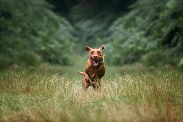 Wired hair Vizsla dog at Virginia Water on a run