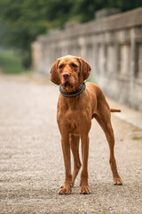 Wired hair Vizsla dog at Virginia Water standing on a stone bridge