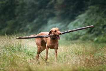 Wired hair Vizsla dog at Virginia Water with a very large stick having fun