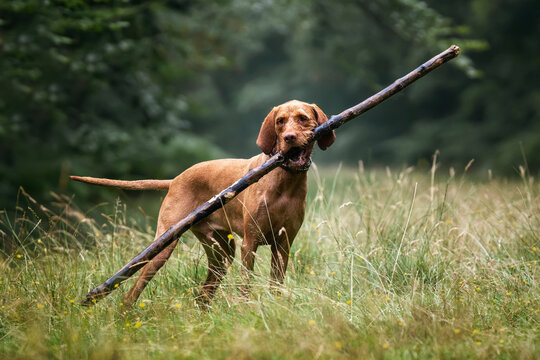 Wired hair Vizsla dog at Virginia Water with a very large stick having fun - Powered by Adobe