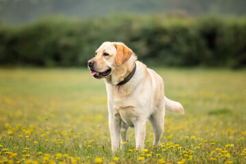 Yellow Labrador having fun at Ascot Heath in the summer