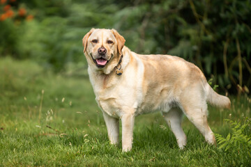 Yellow Labrador having fun at Ascot Heath in the summer