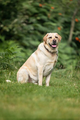 Yellow Labrador having fun at Ascot Heath in the summer