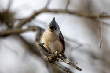 Close up of a tufted titmouse