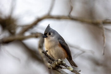 Close up of a tufted titmouse