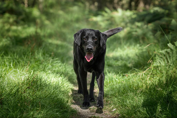Black Labrador in Windsor forest Great Park