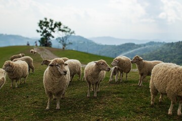 Obraz premium Flock of Sheep Standing Together Amidst Majestic Mountains and Scenic Nature