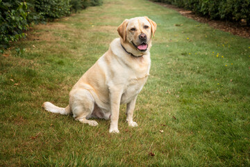 Yellow Labrador having fun at Ascot Heath in the summer