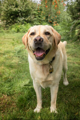 Yellow Labrador having fun at Ascot Heath in the summer