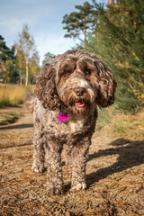 Cockapoo dog posing in the fields and forest in the summer in Surrey