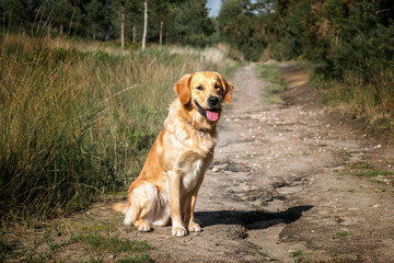 Golden Retriever dog having fun in the fields and forest in the summer