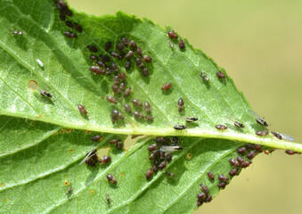 Cherry aphid (Myzus cerasi) on a tree leaf
