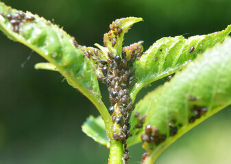 Cherry aphid (Myzus cerasi) on a tree leaf