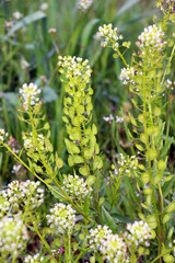 Thlaspi arvense grows in nature