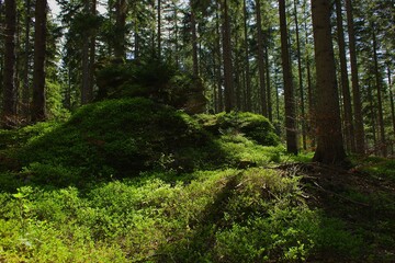 Rocks in Szklarska Poręba, Karkonosze, surrounded by dry leaves in the bright sunlight.