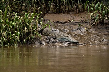 Big crocodile sunbathing in the morning