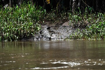 Big crocodile sunbathing in the morning