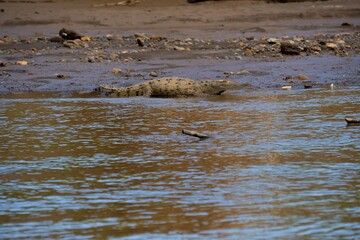 Crocodile sunbathing in the morning sun