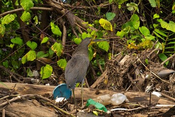 Tiger heron looking for food on the banks of the polluted river