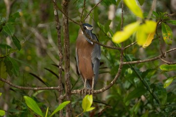 Boat billed heron perched in a tree