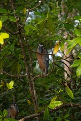 Boat billed heron perched in a tree