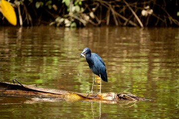 Blue Egret eating a small fish