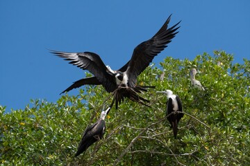 Magnificent Frigatebird takes flight in search of a new destination
