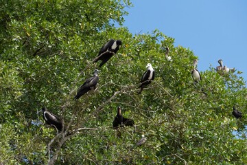 Magnificent Frigatebird resting in a tree
