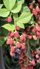 On the branch ripen the blackberries (Rubus fruticosus)