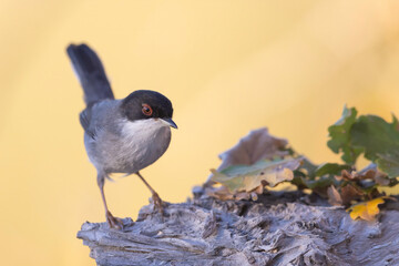 The Sardinian warbler (Curruca melanocephala) is a common and widespread typical warbler from the Mediterranean region.