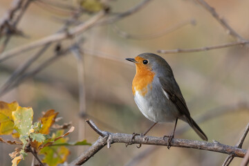 The European robin (Erithacus rubecula) little bird with a bright orangey face and breast.