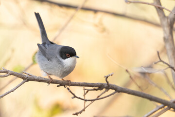 The Sardinian warbler (Curruca melanocephala) is a common and widespread typical warbler from the Mediterranean region.