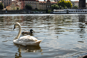 Swan River Prague
