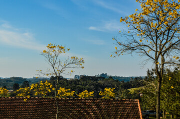 Árvore flores amarelas e céu azul