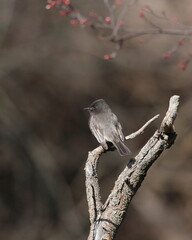 Black Phoebe on Branch