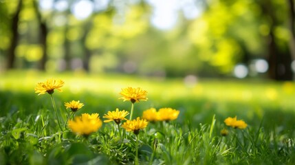 Vibrant yellow flowers blooming in a serene park nature photography sunny day close up view beauty of spring