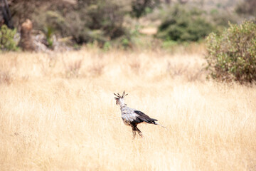 Secretary bird on tree in the Masai Mara